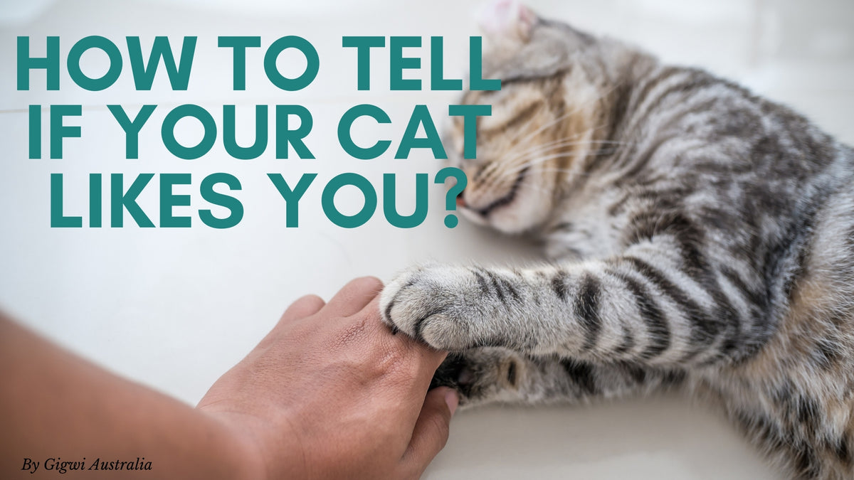 WHAT ARE THE SIGNS YOUR CAT LOVES YOU? Our Outlet